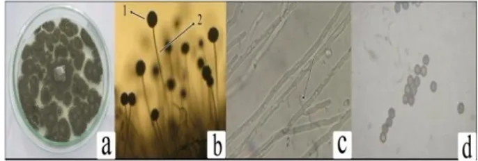 Gambar  2.  Jamur  A.  niger  yang  diisolasi  (a)  koloni  jamur  pada  media PDA umur 4 hari, (b) konidia (1) kepala konidia,  (2)  tangkai  konidia  (konidiofor),  (c)  hifa  bersekat  dan  bercabang, dan (d) konidiospora A