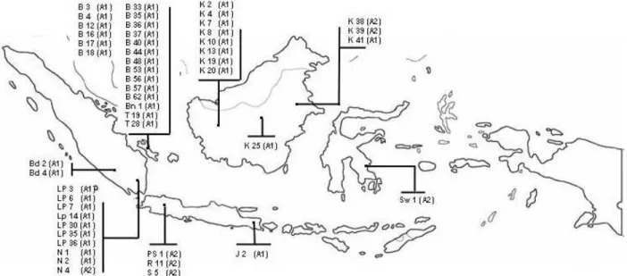 Gambar  2.    Variasi  tipe-tipe  kawin  isolat  Phytophthora  capsici    lada  yang  pernah  ditemukan  pada  pertanaman  lada  di  Indonesia