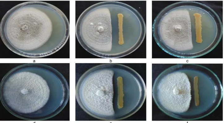 Gambar 2 Daya hambat kultur bakteri terpilih terhadap C. capsici dan F. oxysporum. Kontrol goresan bakteri diganti dengan  akuades (a dan d), BAE36 (b dan e), dan BAD211 (c dan f)