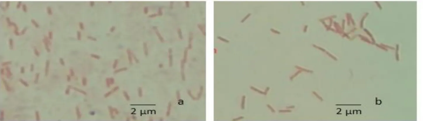 Gambar 4 Pewarnaan Gram-bakteri berpotensi pada perbesaran 1000x. a) Isolat BAE36 dan b) BAD211