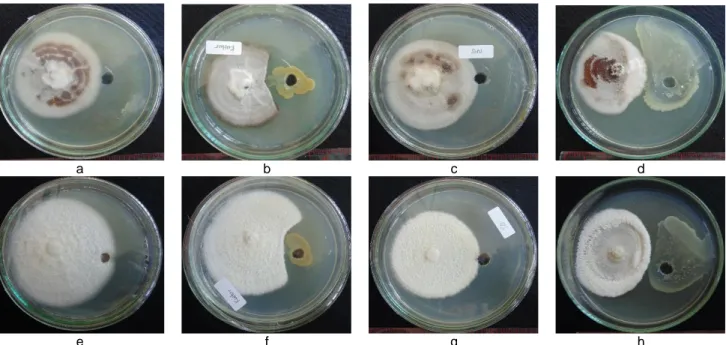 Gambar 7 Antagonistik  isolat  BAE36  terhadap  cendawan  Colletotrichum  capsici  (a)  dan  Fusarium  oxysporum  (b)