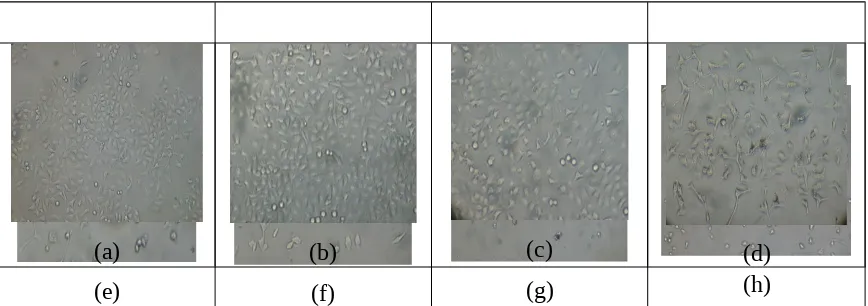Gambar 1. Morfologi sel HeLa setelah diinkubasi selama 48 jam dengan perlakuan eks folia Ficuscunia (A) sel HeLa tanpa perklakuan (B) perlakuan dengan kadar 1 µg/ml, (C) perlakuan dengankadar 10 µg/ml, (D) perlakuan dengan kadar 50 µg/ml (E) perlakuan deng