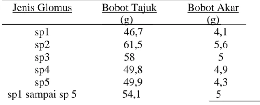 Tabel  1.  Bobot  tajuk  dan  bobot  akar tanaman menurut perlakuan jenis  Glomus 