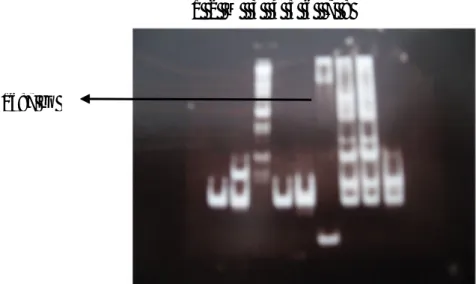 Gambar 1.   Fragmen DNA hasil amplifikasi RT-PCR menggunakan primer Universal untuk  identifikasi  SMV dari isolat T