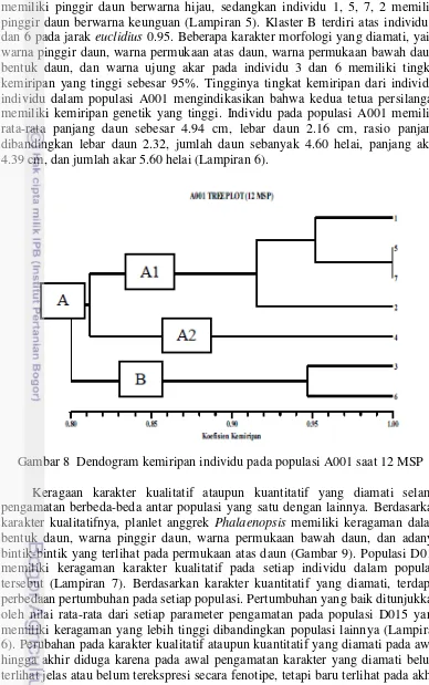 Gambar 8  Dendogram kemiripan individu pada populasi A001 saat 12 MSP 