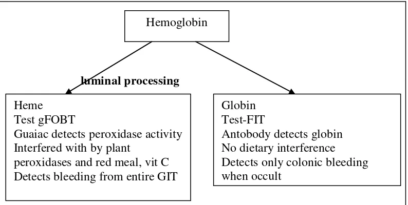 Gambar 2.3  Skema pemecahan hemoglobin pada feses (Young, 2004). 