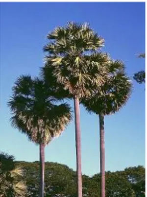 Gambar 1. Pohon lontar (Borassus flabellifer).
