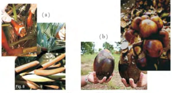Gambar 2.1 (a) Bunga dan (b) Buah Siwalan   Berdasarkan  pada  keberadaan  bunga,  maka  ada  pohon  siwalan jantan dan betina