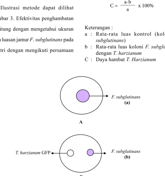 Gambar 3.  Ilustrasi metode uji penentuan persen daya hambat  Trichoderma harzianum GFP 