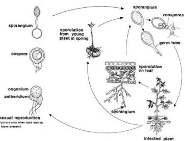 Ilustrasi 2. Siklus hidup Phytophthora infenstans pada tanaman kentang  Sumber:  bioweb.uwlax.edu 
