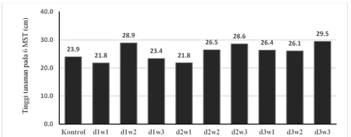 Gambar 2  Pengaruh pupuk hayati Azoto-Tricho dan waktu aplikasi berbeda terhadap tinggi tajuk cabai pada 6 MST