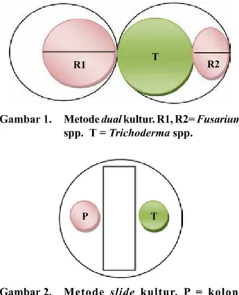 Gambar 1.   Metode dual kultur. R1, R2= Fusarium  spp.  T = Trichoderma spp.