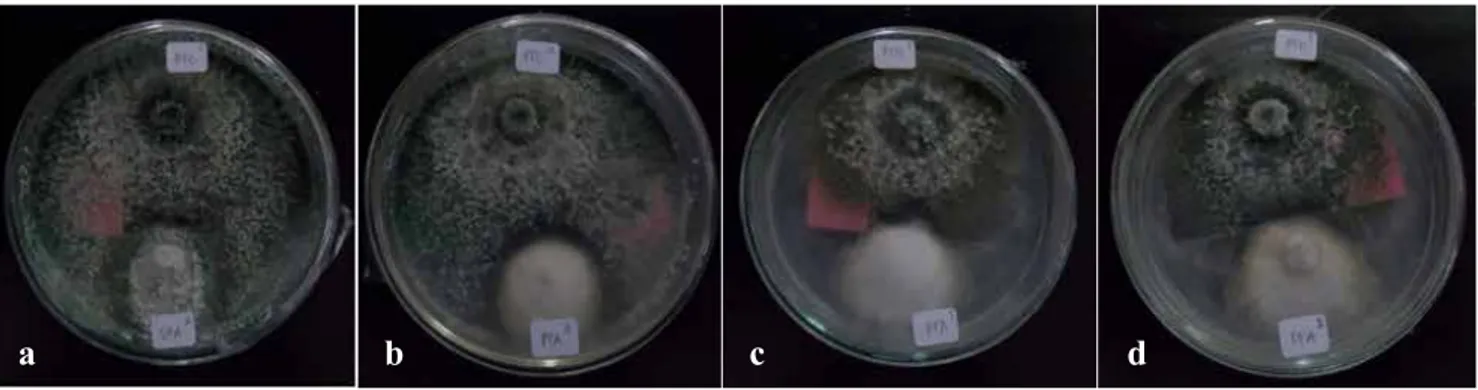 Gambar 3.    Pengaruh antagonis Trichoderma spp. terhadap Fusarium spp., (a) Trichoderma sp.1 dipasangkan  dengan Fusarium sp.1, (b) Trichoderma sp.1 dipasangkan dengan Fusarium sp