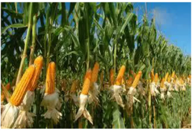 Gambar 2.1 tanaman jagung  Sumber : Nad.litbang.pertanian.go.id 