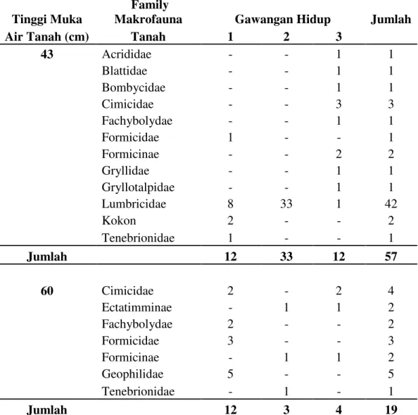Tabel  2.  Hasil  identifikasi  makrofauna  tanah  di  gawangan  hidup  dengan  tinggi  muka air tanah 43 cm dan 60 cm