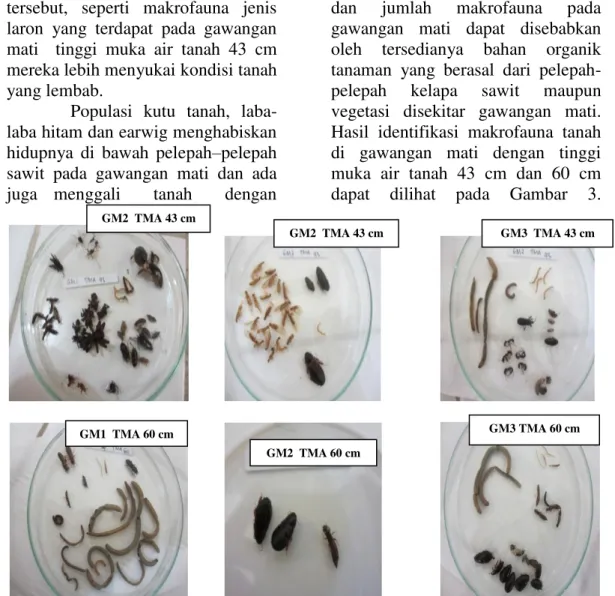 Gambar 3. Makrofauna tanah pada gawangan mati dengan tinggi muka air 43 cm  (atas) dan 60 cm (bawah)