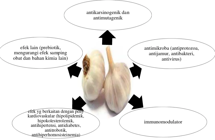Gambar 2.3  Ringkasan efek bawang putih dalam meningkatkan kesehatan (Cobas, et al., 2010)