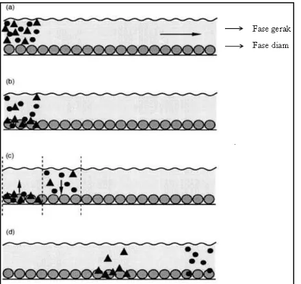 Gambar 2.2  Ilustrasi proses pemisahan yang terjadi didalam kolom kromatografi cair kinerja tinggi (Mayer, 2004) 