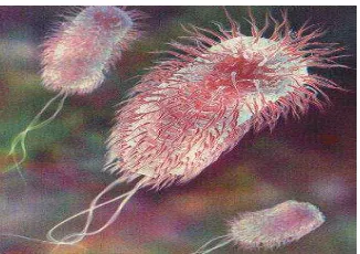 Gambar 2.8  Bakteri E. coli 