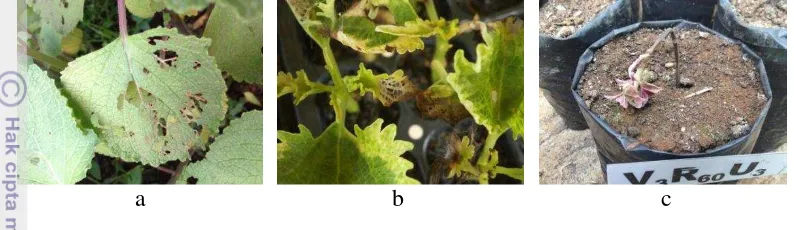 Gambar 2 Dampak serangan hama pada daun coleus selama penelitian. 