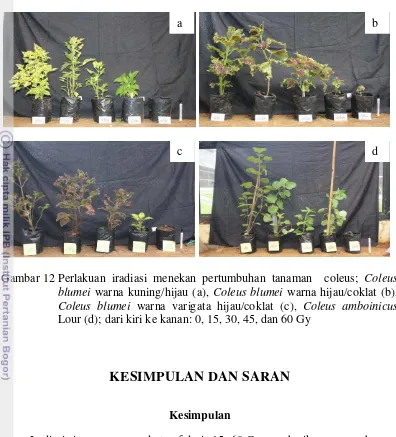 Gambar 12 Perlakuan iradiasi menekan pertumbuhan tanaman  coleus; Coleus 