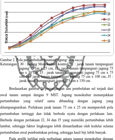 Gambar 2. Pola pertumbuhan tanaman jagung/ Zea mays Keterangan : J0 : Jagung Monokultur/ kontrol, J1 : jarak tanam tumpangsari 