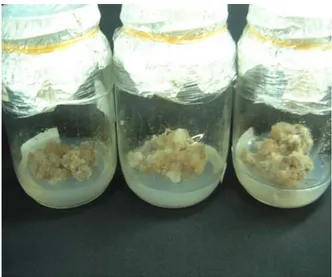 Figure 1.  Calli structure on MS medium + 0.3 mg/l 2,4-D + 0.1 mg/l BA,       8 weeks after culture 