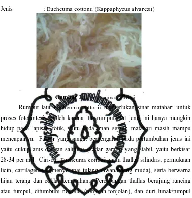 Gambar 2.1. Eucheuma cottonii 
