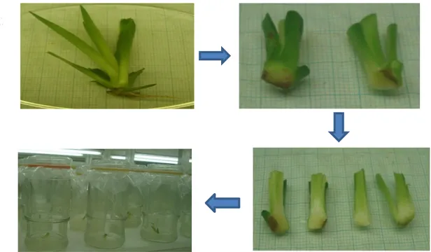 Tabel  1.  Keunggulan  lima  genotipe  agave  yang  digunakan dalam penelitian 