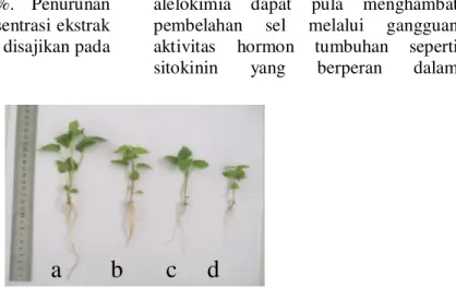 Gambar 1. Pertumbuhan anakan gulma M. micrantha dengan ekstrak daun G. linearis  pada berbagai konsentrasi