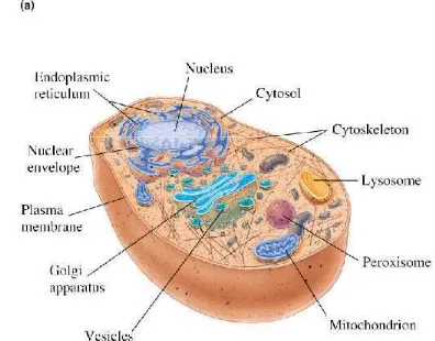 Fig 1.15 (a)  Eukaryotic cell (animal)