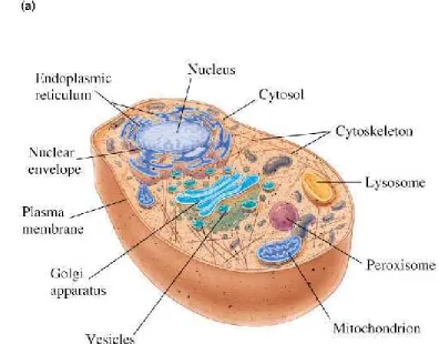 Fig 1.15 (a)  Eukaryotic cell (animal)