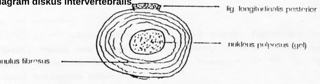 Diagram diskus intervertebralis