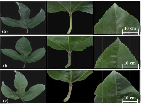 Gambar 4 4.1.2 BentukKuningk Daun: (a)g ) Markisa UUngu; (b) MMarkisa Meerah; (c) Maarkisa 