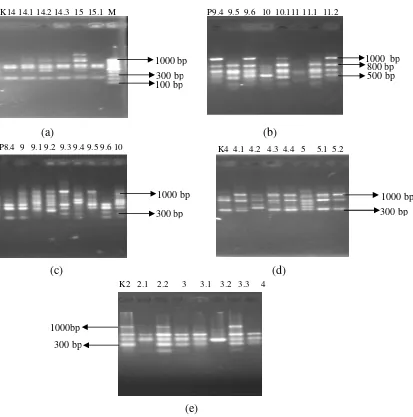Gambar 6. Profil pita DNA dengan primer OPO  09, OPO 10, OPY 13,  OPY 9 dan OPO 
