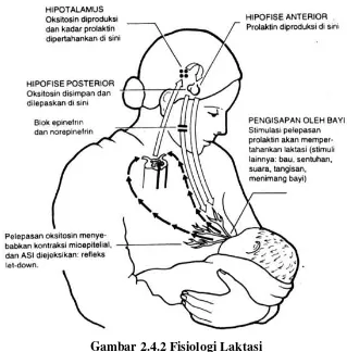 Gambar 2.4.1 Struktur payudara potongan melintang 