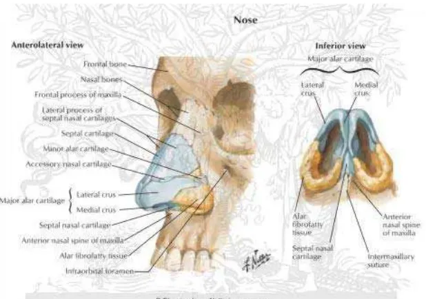 Gambar 1. Anatomi Hidung (Netter F) 