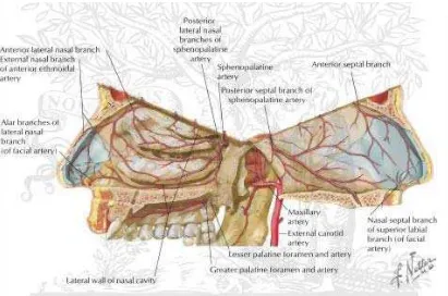Gambar 2. Anatomi Hidung (Netter F) 