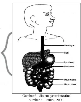 Gambar 6.  Sistem gastrointestinal 