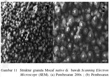 Gambar 11  Struktur granula Mocaf native di  bawah Scanning Electron 