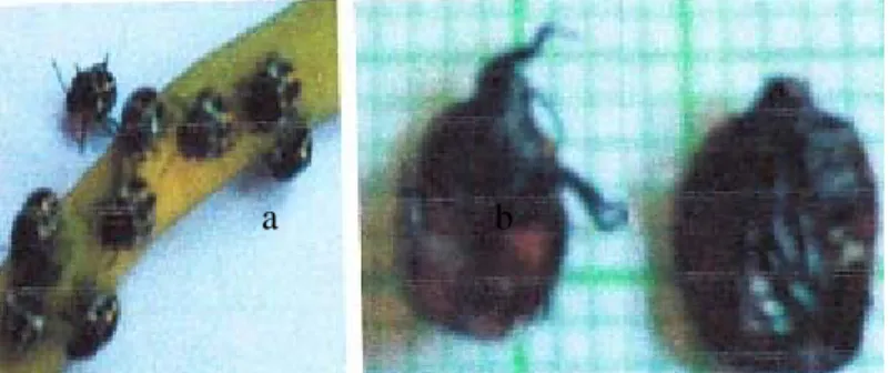 Gambar 1. (a) ninfa sehat, (b). Ninfa mati  