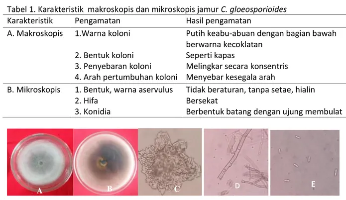 Tabel 1. Karakteristik  makroskopis dan mikroskopis jamur C. gloeosporioides 