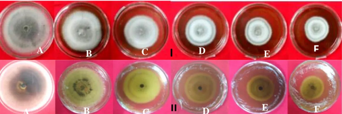 Gambar 3. Bentuk koloni jamur C. gloeosporioides setelah diaplikasi dengan ekstrak rebusan  daun  pepaya  pada  hari  ke-14  pada  beberapa  konsentrasi  yang  berbeda:  (I)  tampak atas, (II) tampak bawah, (A) Kontrol, (B) Konsentrasi 1%, (C) Konsentrasi 