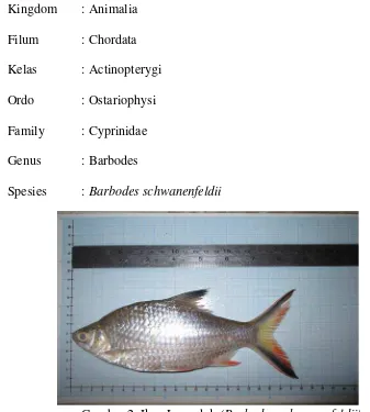 Gambar 2. Ikan Lemeduk (Barbodes schwanenfeldii) 