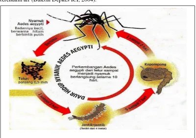 Gambar 2.1: Siklus Hidup Aedes aegypti 