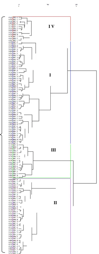 Gambar 2.  Dendogram analisis gerombol genotipe planlet Dendrobium sylvanum var. flava MV2 