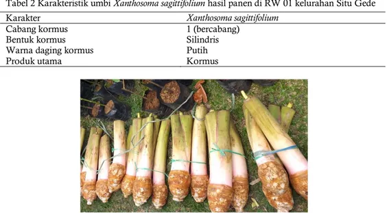 Tabel 2 Karakteristik umbi Xanthosoma sagittifolium hasil panen di RW 01 kelurahan Situ Gede 
