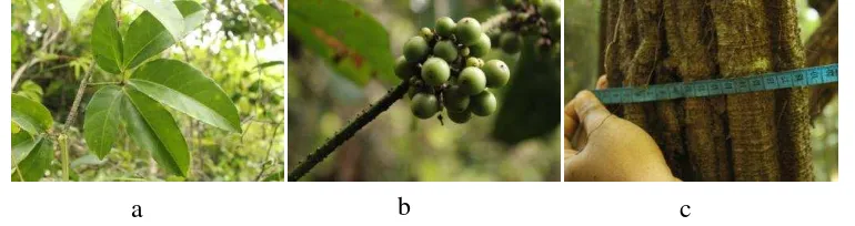 Gambar 5 Morfologi kibarera (T. leucostaphylum) (a) daun (b) buah dan (c)  batang  