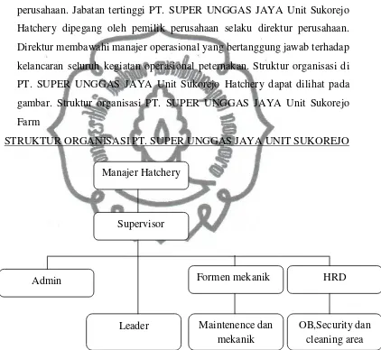 gambar. Struktur organisasi PT. SUPER UNGGAS JAYA Unit Sukorejo 