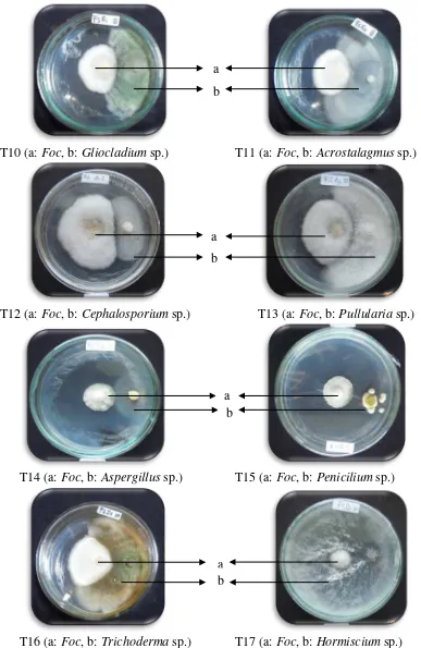 Gambar 6. Pengujian inhibiting zone antara : jamur saprofit terhadap jamur patogen (T10 dan T11)  dan jamur endofit terhadap jamur patogen (T13-T17) 3